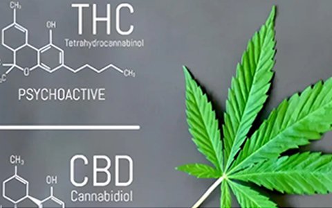 依利特參與起草的工業(yè)大麻團體標準已經實施了！